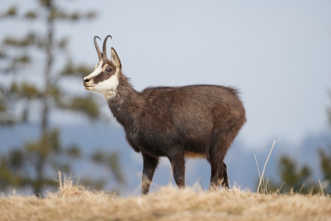 https://upload.wikimedia.org/wikipedia/commons/thumb/f/f0/064_Wild_Chamois_Parc_r%C3%A9gional_Chasseral_Photo_by_Giles_Laurent.jpg/1920px-064_Wild_Chamois_Parc_r%C3%A9gional_Chasseral_Photo_by_Giles_Laurent.jpg
